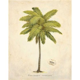 Coconut Palm Illustration  - Cuadrostock