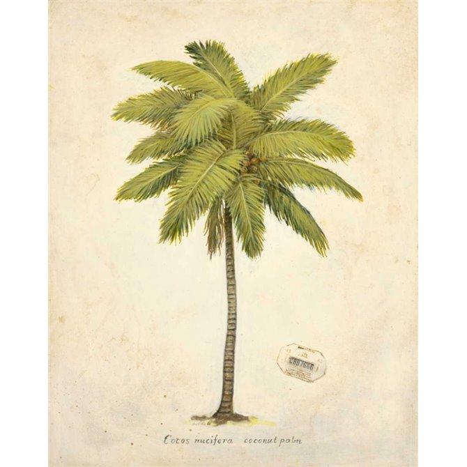 Coconut Palm Illustration  - Cuadrostock