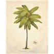 Coconut Palm Illustration  - Cuadrostock