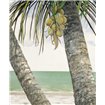 Seaside Coconuts - Cuadrostock