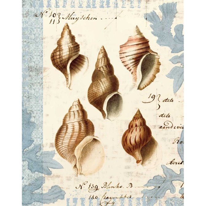 Seashell Collection II - Cuadrostock
