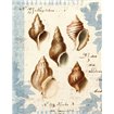 Seashell Collection II - Cuadrostock