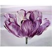 Awash In Plum Tulip - Cuadrostock