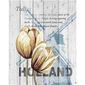 Holland Tulips - Cuadrostock