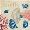 Shell Study - Cuadrostock