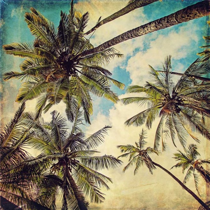 Kauai Island Palms - Cuadrostock