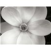 Magnolia II - Cuadrostock