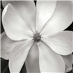 Magnolia III - Cuadrostock