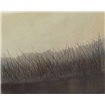 Marshland Grasses - Cuadrostock