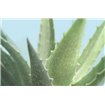 Soft Focus Succulent 1 - Cuadrostock