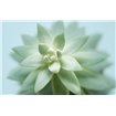 Soft Focus Succulent 2 - Cuadrostock