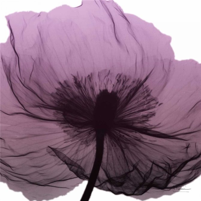 Poppy Purple - Cuadrostock