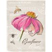 Sketchbook Coneflower  - Cuadrostock