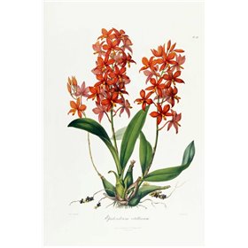 Star Orchid - Cuadrostock