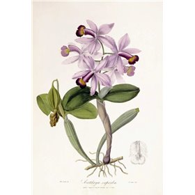 Cattleya Superba Orchid - Cuadrostock