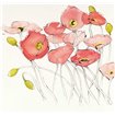 Black Line Poppies I Watercolor - Cuadrostock