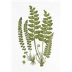 Sea Spleenwort - Cuadrostock