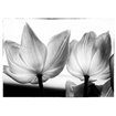 Translucent Tulips V - Cuadrostock