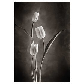 Cuadro para dormitorio - TwoTone Tulips VIII - Cuadrostock
