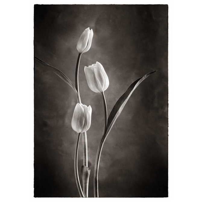TwoTone Tulips VIII - Cuadrostock