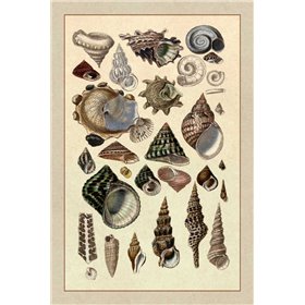 Shells: Trachelipoda 3 - Cuadrostock