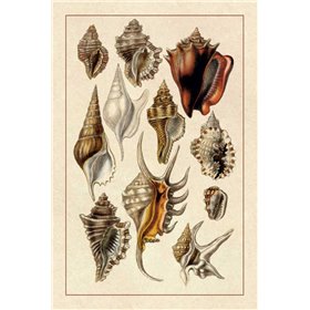 Shells: Trachelipoda 5 - Cuadrostock