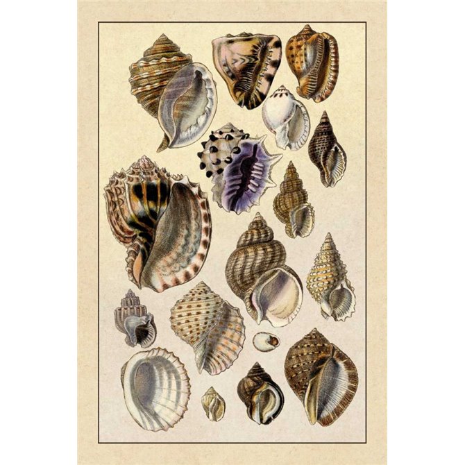 Shells: Purpurifera - Cuadrostock