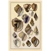 Shells: Purpurifera - Cuadrostock