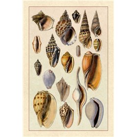 Shells: Trachelipoda 6 - Cuadrostock