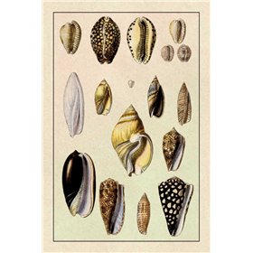 Shells: Convoltae and Orthocerata - Cuadrostock