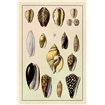 Shells: Convoltae and Orthocerata - Cuadrostock