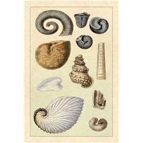 Shells: Ammonacea - Cuadrostock