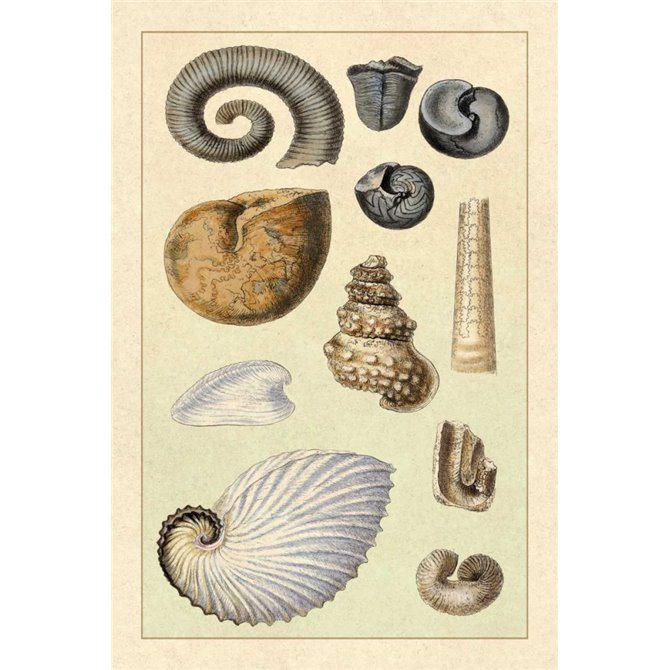 Shells: Ammonacea - Cuadrostock