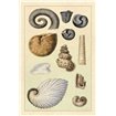 Shells: Ammonacea - Cuadrostock