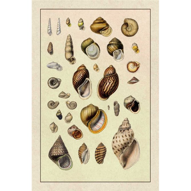 Shells: Sessile Cirripedes 2 - Cuadrostock