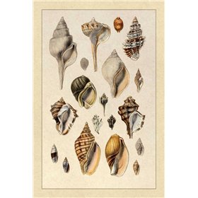 Shells: Sessile Cirripedes 3 - Cuadrostock
