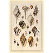 Shells: Sessile Cirripedes 3 - Cuadrostock