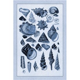 Shells: Trachelipoda 3 (Blue) - Cuadrostock