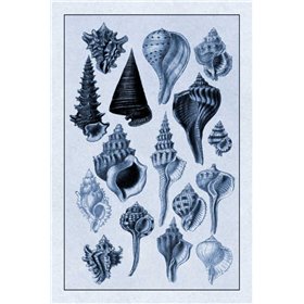 Shells: Trachelipoda 4 (Blue) - Cuadrostock