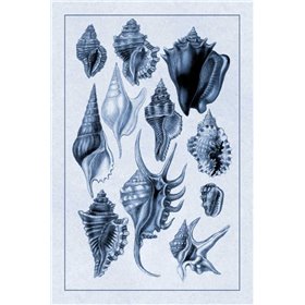 Shells: Trachelipoda 5 (Blue) - Cuadrostock
