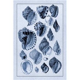 Shells: Purpurifera (Blue) - Cuadrostock