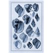 Shells: Purpurifera (Blue) - Cuadrostock