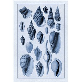 Shells: Trachelipoda 6 (Blue) - Cuadrostock