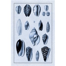 Shells: Convoltae and Orthocerata (Blue) - Cuadrostock