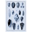 Shells: Convoltae and Orthocerata (Blue) - Cuadrostock