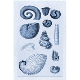 Shells: Ammonacea (Blue) - Cuadrostock