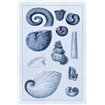 Shells: Ammonacea (Blue) - Cuadrostock