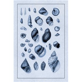 Shells: Sessile Cirripedes 2 (Blue) - Cuadrostock
