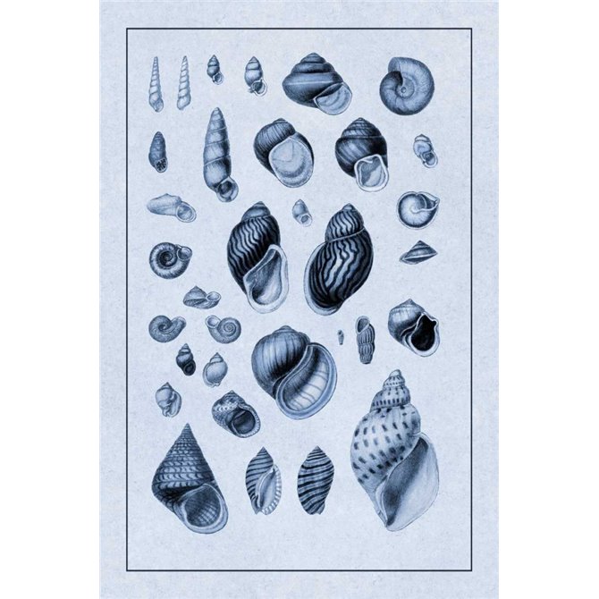 Shells: Sessile Cirripedes 2 (Blue) - Cuadrostock