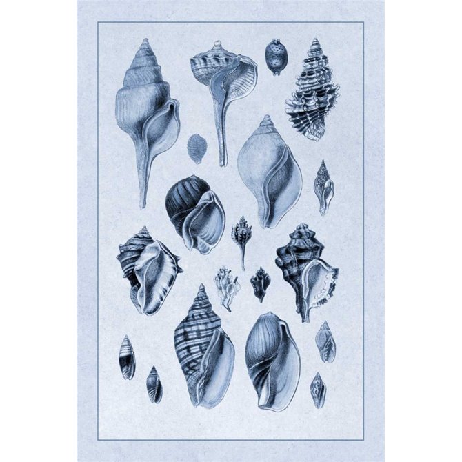 Shells: Sessile Cirripedes 3 (Blue) - Cuadrostock